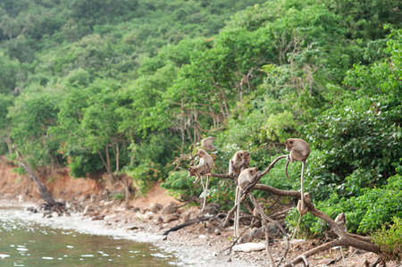 Monkey waiting for and looking for chance to stolen food in an island of andaman sea ,thailand. Lipe island.の写真素材
