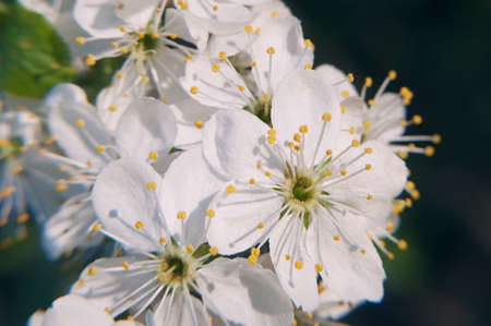 photo of the flowering Crabapple tree with white flowers on the green bokeh background macroの写真素材