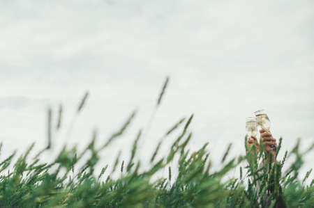 Bride and groom holding wedding champagne glasses on the background of wheat, field, ears of corn