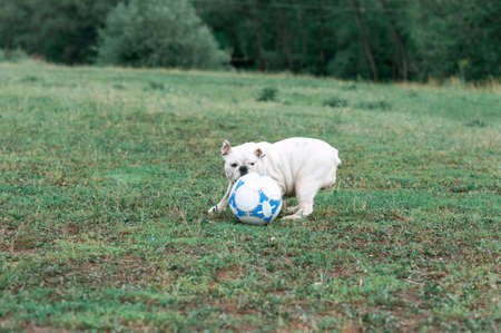 white English bulldog playing with soccer ball on the green field, outdoorsの写真素材