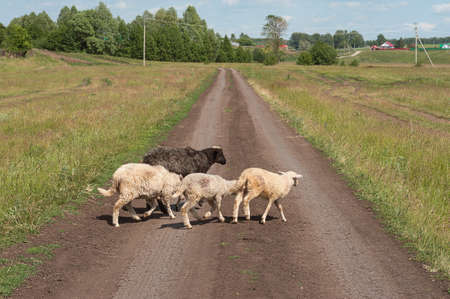 black and three white sheep on the road in bright sunlightの写真素材