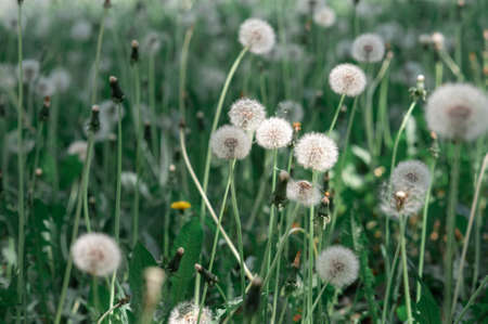 Dandelion on a background of green grass, in the light of the sun, backlightの写真素材