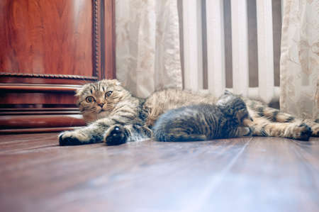 Grey Scottish Fold mother feeding her kittens in the home environmentの写真素材
