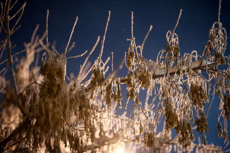 Acer negundo frosted night under a street lamp