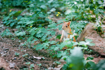 Squirrel red fur funny pets autumn forest on background wild nature animal thematic Sciurus vulgaris, rodent の写真素材