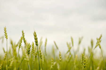green ears of wheat in a field cropの写真素材