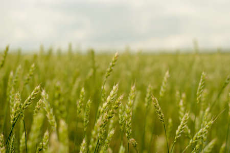 green ears of wheat in a field cropの写真素材