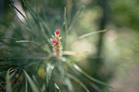pine flower in spring in the sunlight close-up,の写真素材