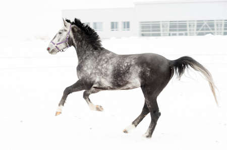Andalusian thoroughbred gray horse in winter field in motion on the background of the nursery Multicolored horizontal image outdoors.の写真素材