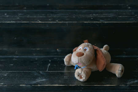 Dog wearing glasses and reading a book on an old wooden bench conceptsの写真素材