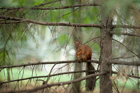 Squirrel red fur funny pets autumn forest on background wild nature animal thematic Sciurus vulgaris, rodentの写真素材