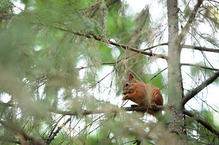 Squirrel red fur funny pets autumn forest on background wild nature animal thematic Sciurus vulgaris rodentの写真素材