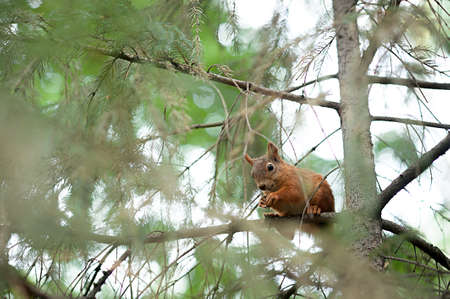 Squirrel red fur funny pets autumn forest on background wild nature animal thematic Sciurus vulgaris, rodentの写真素材