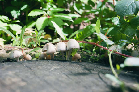Wood-destroying mushrooms, in leku on a stump, against a background of green foliage. Close-up.の写真素材