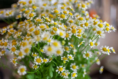 A bouquet of daisies near the window of a house in the sun.の写真素材