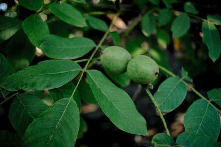 The walnut tree grows, waiting for collectionの写真素材