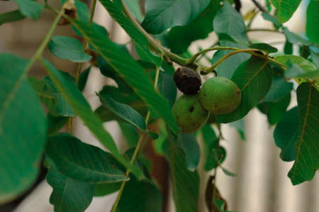 The walnut tree grows, waiting for collectionの写真素材
