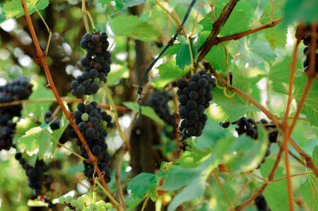 Large bunches of red wine grapes hang from an old vine in warm afternoon lightの写真素材