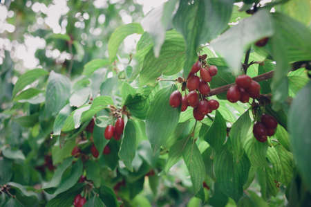 Bright red ripening fruit of the cornel bush on a sunny day in the summer garden. Cornus masの写真素材