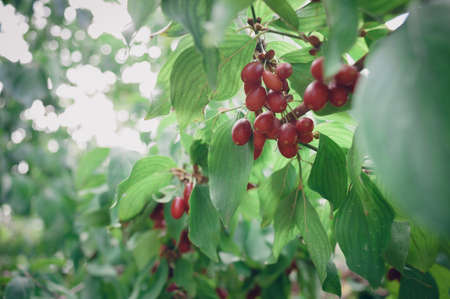 Bright red ripening fruit of the cornel bush on a sunny day in the summer garden. Cornus masの写真素材