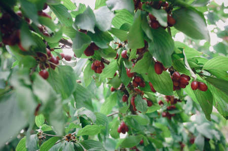Bright red ripening fruit of the cornel bush on a sunny day in the summer garden. Cornus masの写真素材