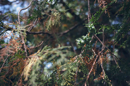 Close-up of flowering branches of Thuja occidentalis.の写真素材
