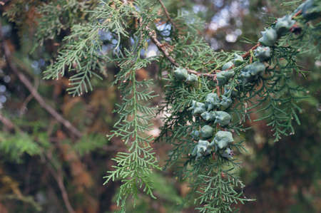 Close-up of flowering branches of Thuja occidentalis.の写真素材