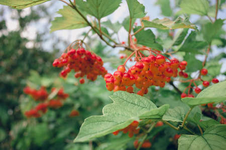 beautiful clusters of red viburnum among the summer leavesの写真素材
