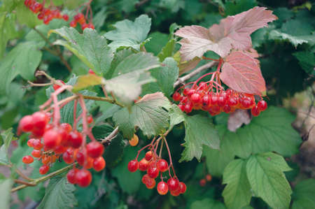 beautiful clusters of red viburnum among the summer leavesの写真素材