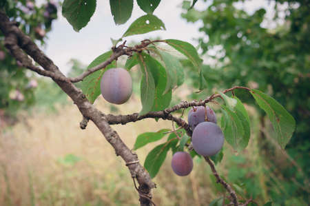 Fruits of red plum on a branch, among summer leavesの写真素材