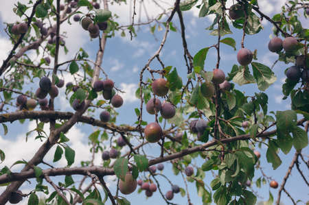 Fruits of red plum on a branch, among summer leavesの写真素材