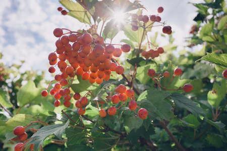 beautiful clusters of red viburnum among the summer leavesの写真素材