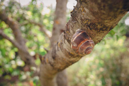 A snail on a tree branch creeps through a treeの写真素材