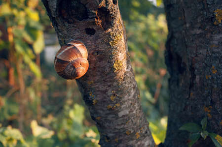 a tree-breaking snail on a tree trunk, between two wooden branches, on a sunny dayの写真素材