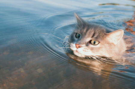 gray mustache cat floating on the river, in the light of sunsetの写真素材