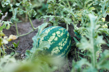 A large striped green watermelon grows on the bedの写真素材