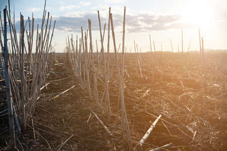 Dry straw in the field after harvest, at sunset. Background or texture.の写真素材