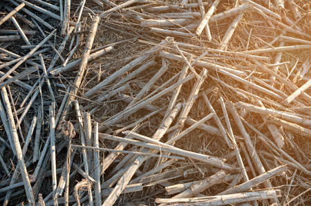 Dry straw in the field after harvest, at sunset. Background or texture.の写真素材