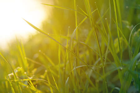Fresh grass with dew drops close upの写真素材