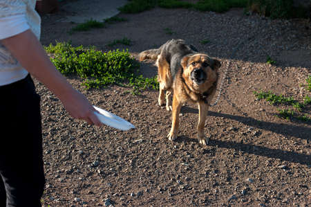 Dog on the chain. The dog protects the house. feed the evil dogの写真素材