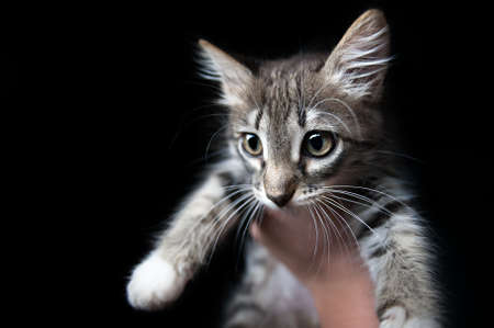 small gray kitten on a hand, on a black backgroundの写真素材