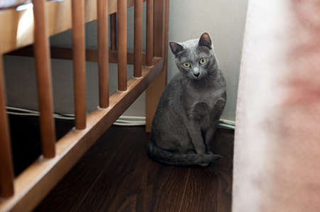 Gray cat sitting next to the babys bedの写真素材