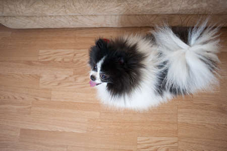 Pomeranian puppy dog, black and white, cute pet happy smile in the house lying on the floor, top view.の写真素材
