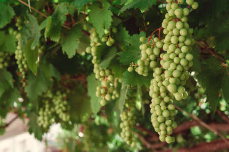 bunch of green grapes on branches. grapevine