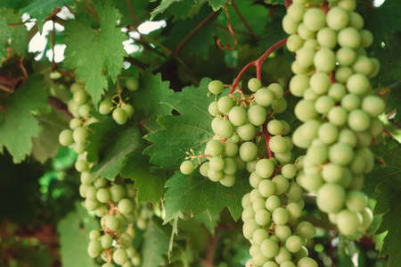 bunch of green grapes on branches. grapevineの写真素材