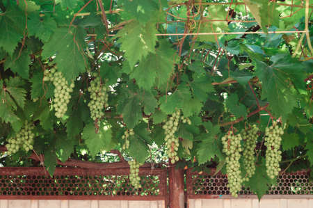 bunch of green grapes on branches. grapevine.の写真素材