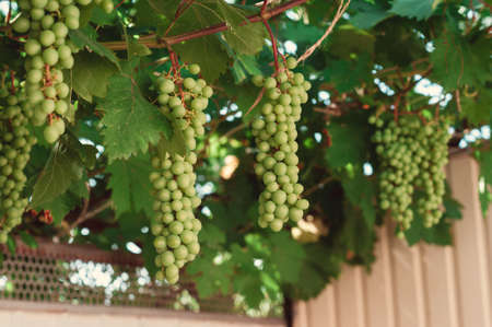 bunch of green grapes on branches. grapevine.の写真素材