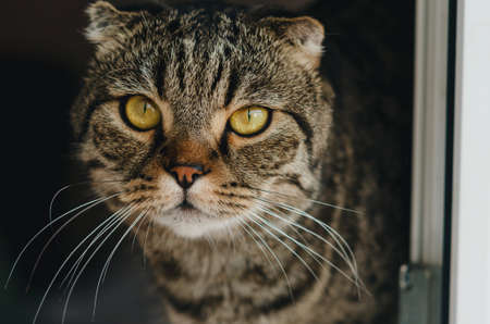 Scottish Fold Gray cat eared, at home.の写真素材