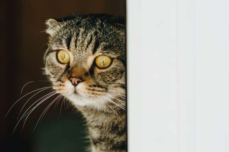 Scottish Fold Gray cat eared, at home.の写真素材