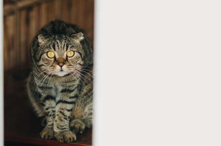 Scottish Fold Gray cat eared, at home.の写真素材